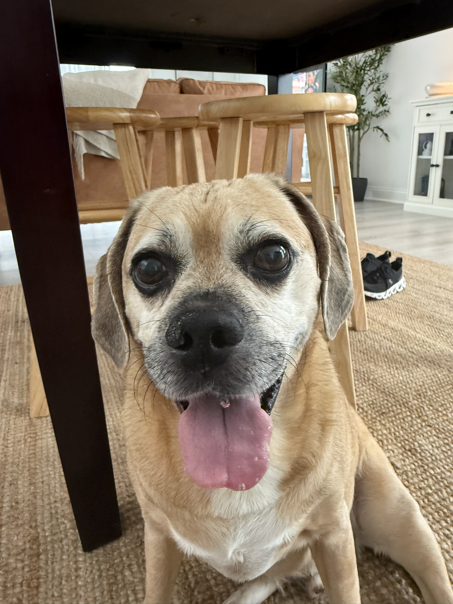 Happy puggle
