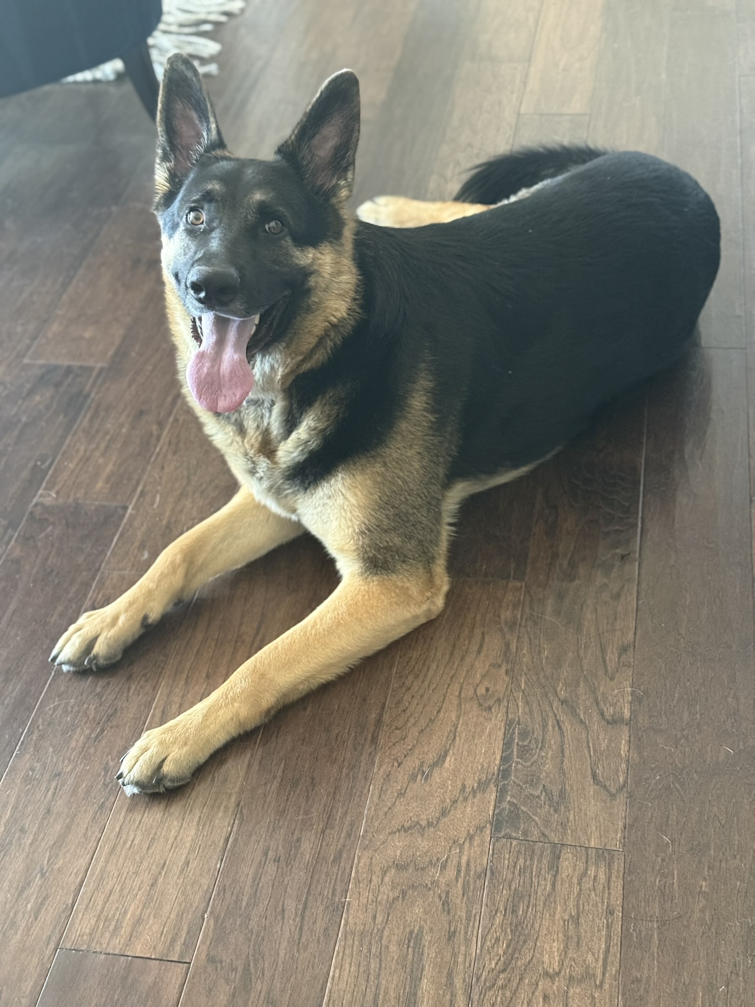 German Shepherd relaxing