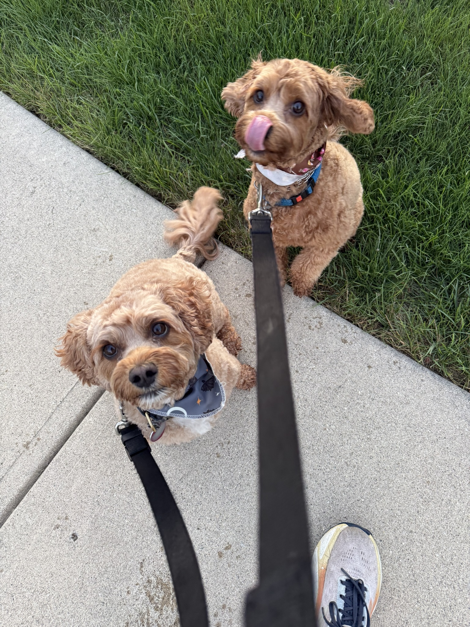 Two doodles on a walk