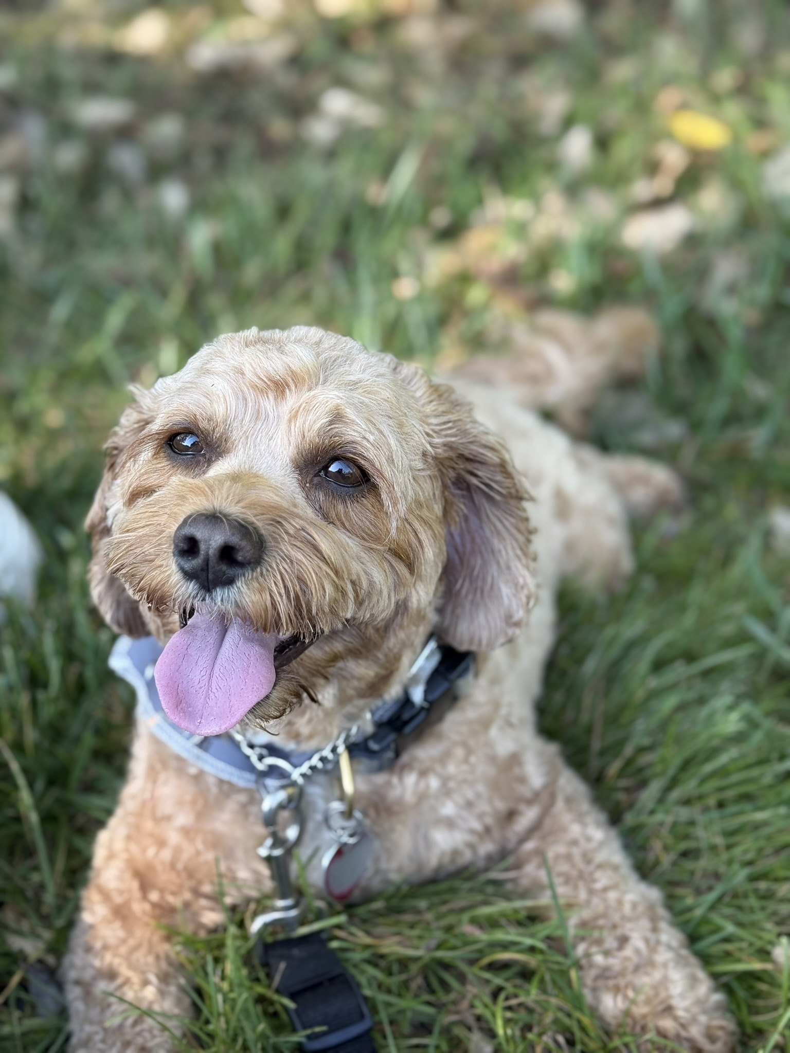 Doodle looking up