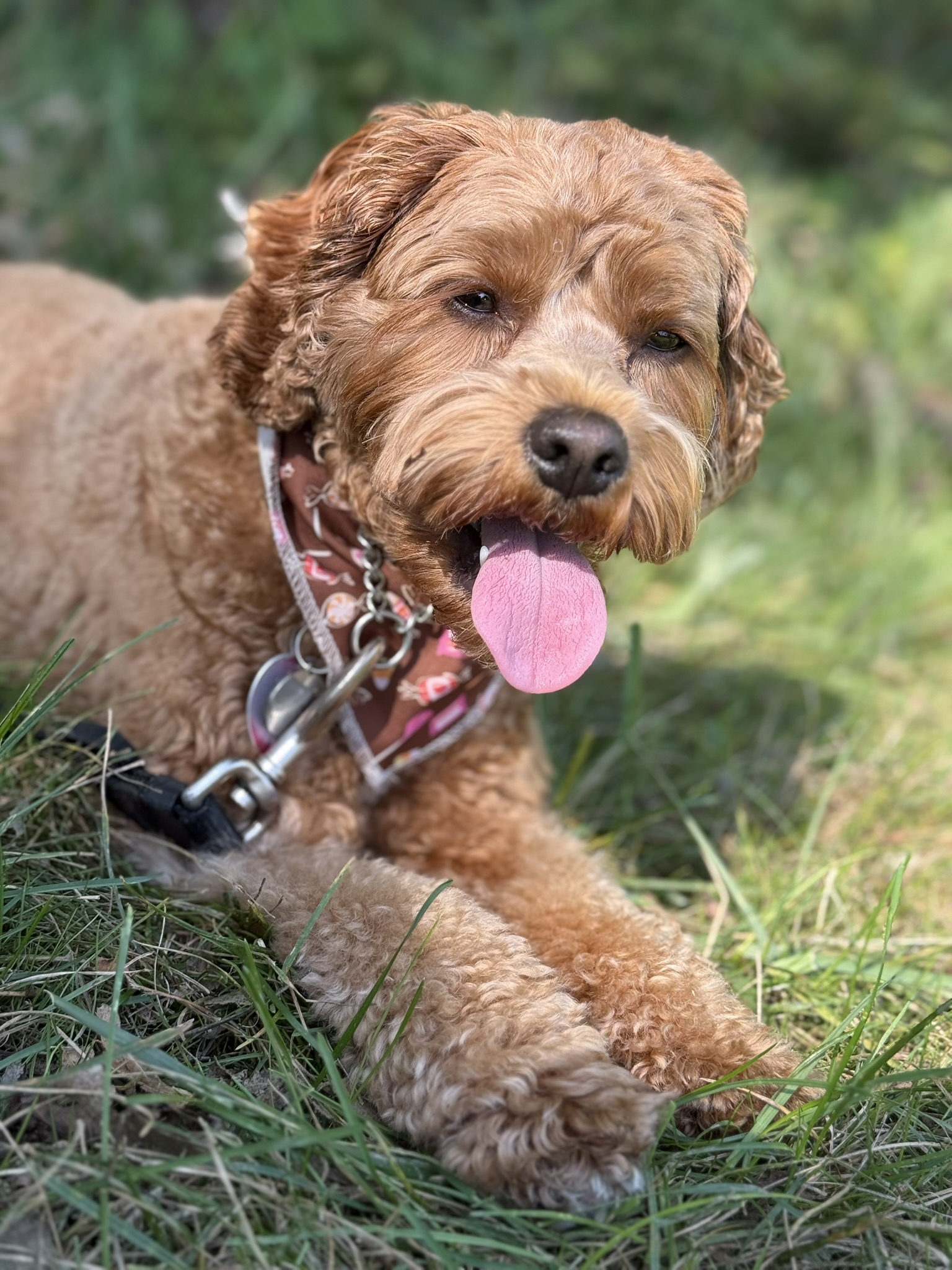 Golden doodle on grass