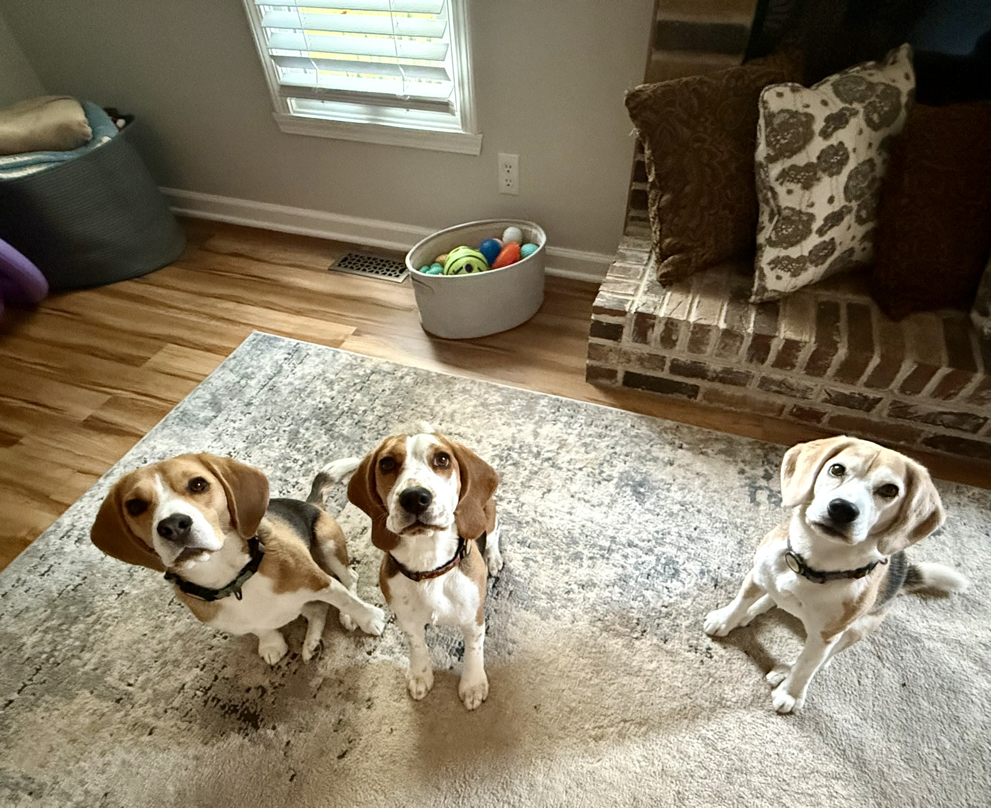 Three beagles at home