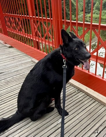 Black GSD on a bridge