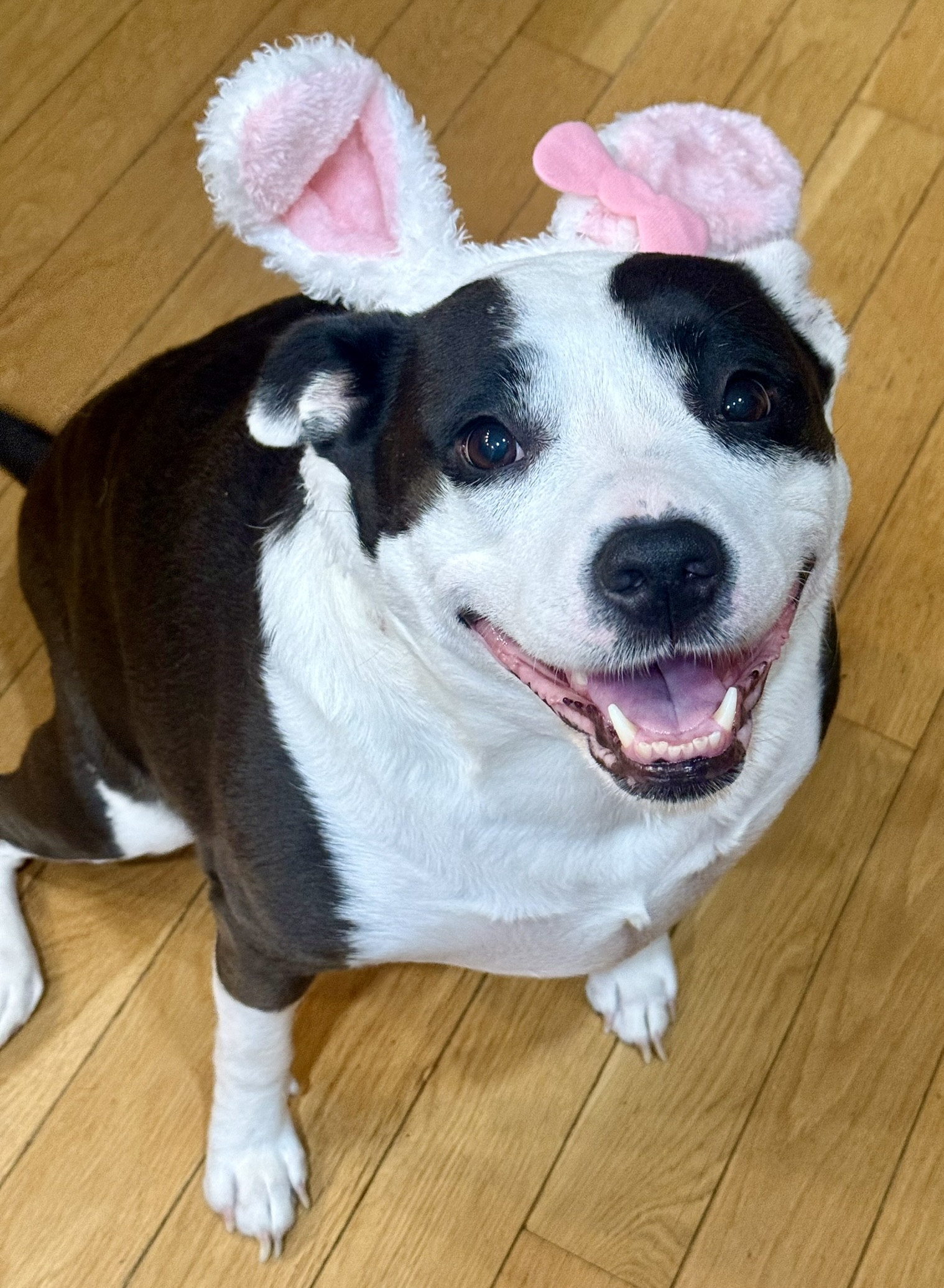 Dog in bunny ears