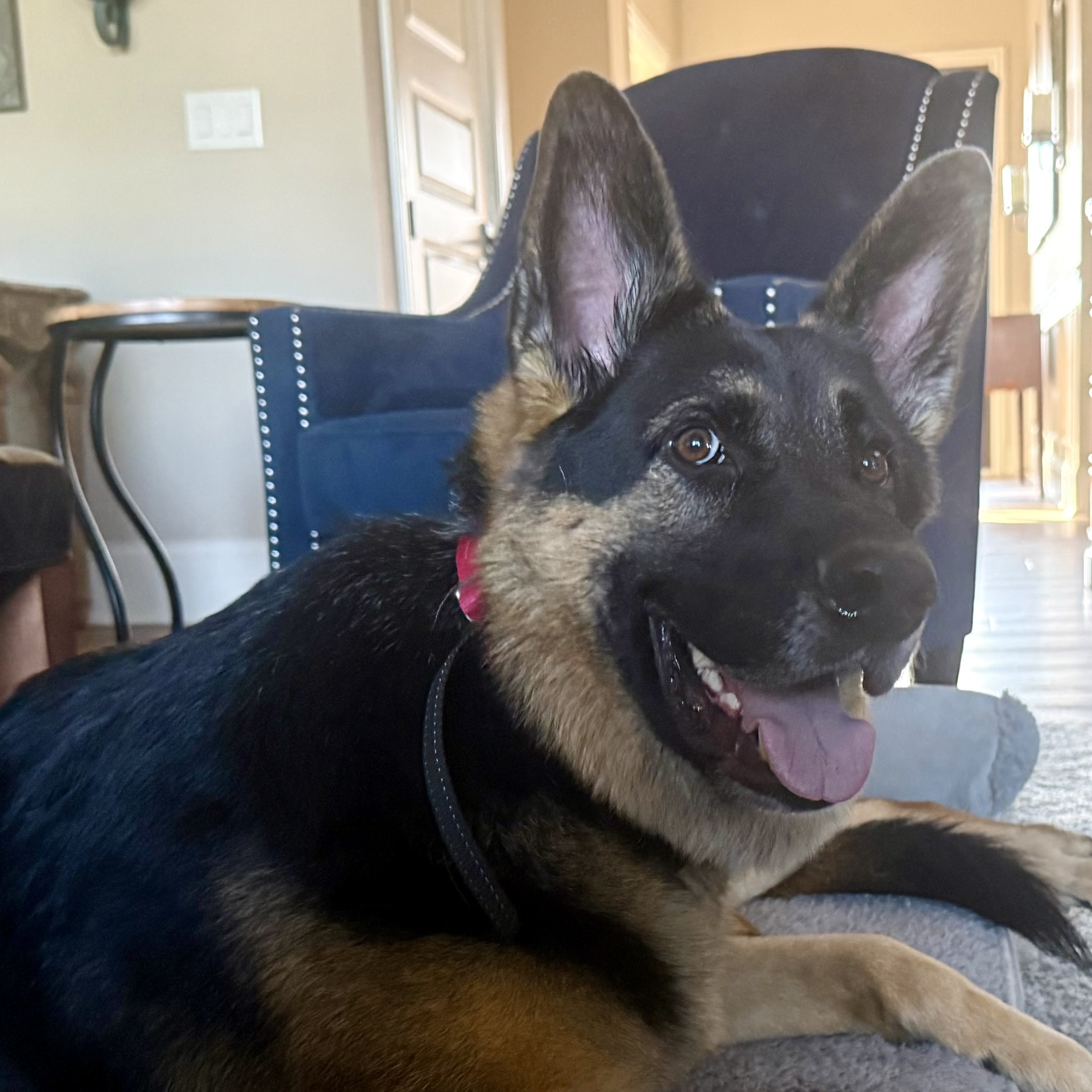 Young German Shepherd
